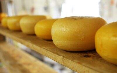 Venda de queijo no atacado | Como saber escolher
